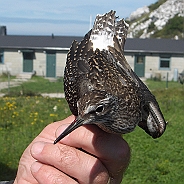 Wood Sandpiper